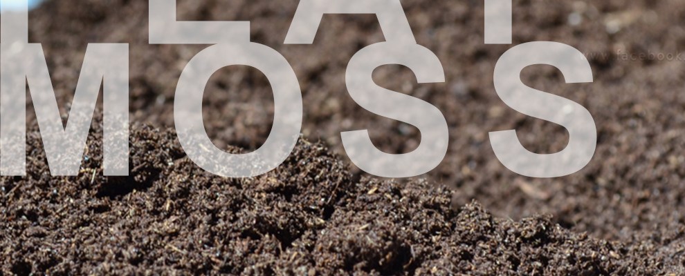 พีทมอส Peat Moss