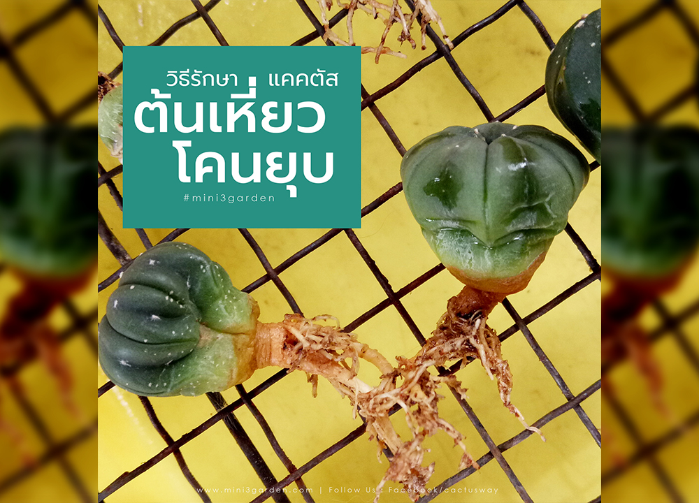 วิธีรักษา และอาการต้นเหี่ยว โคนยุบ ของแคคตัส&nbsp;(กระบองเพชร)