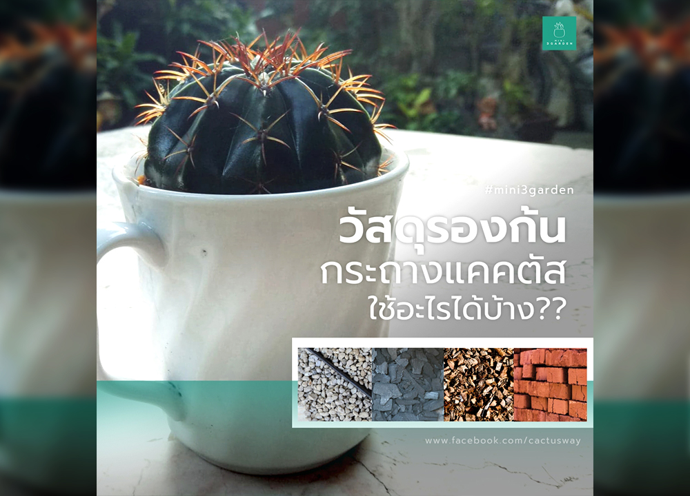 วัสดุรองก้น กระถาง กระบองเพชร (แคคตัส) ไม้อวบน้ำ กุหลาบหิน ใช้อะไรได้บ้าง??