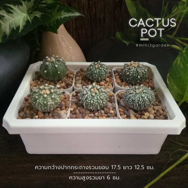 cactus_pot-6-2