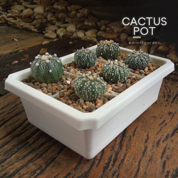 cactus_pot-6