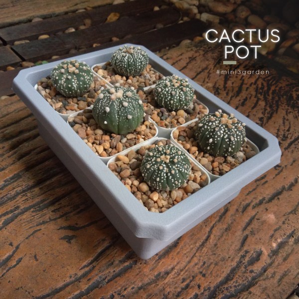 cactus_pot-7-2