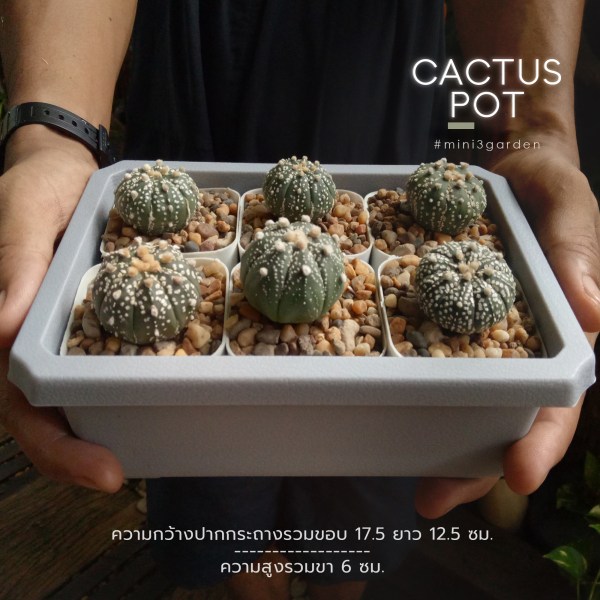 cactus_pot-7