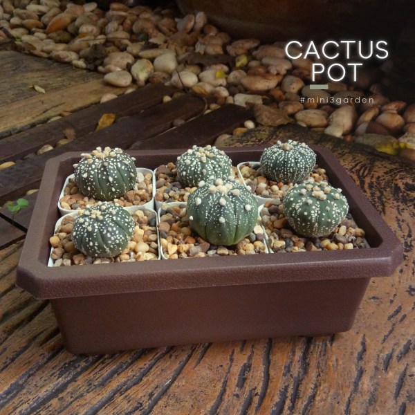 cactus_pot-8-2