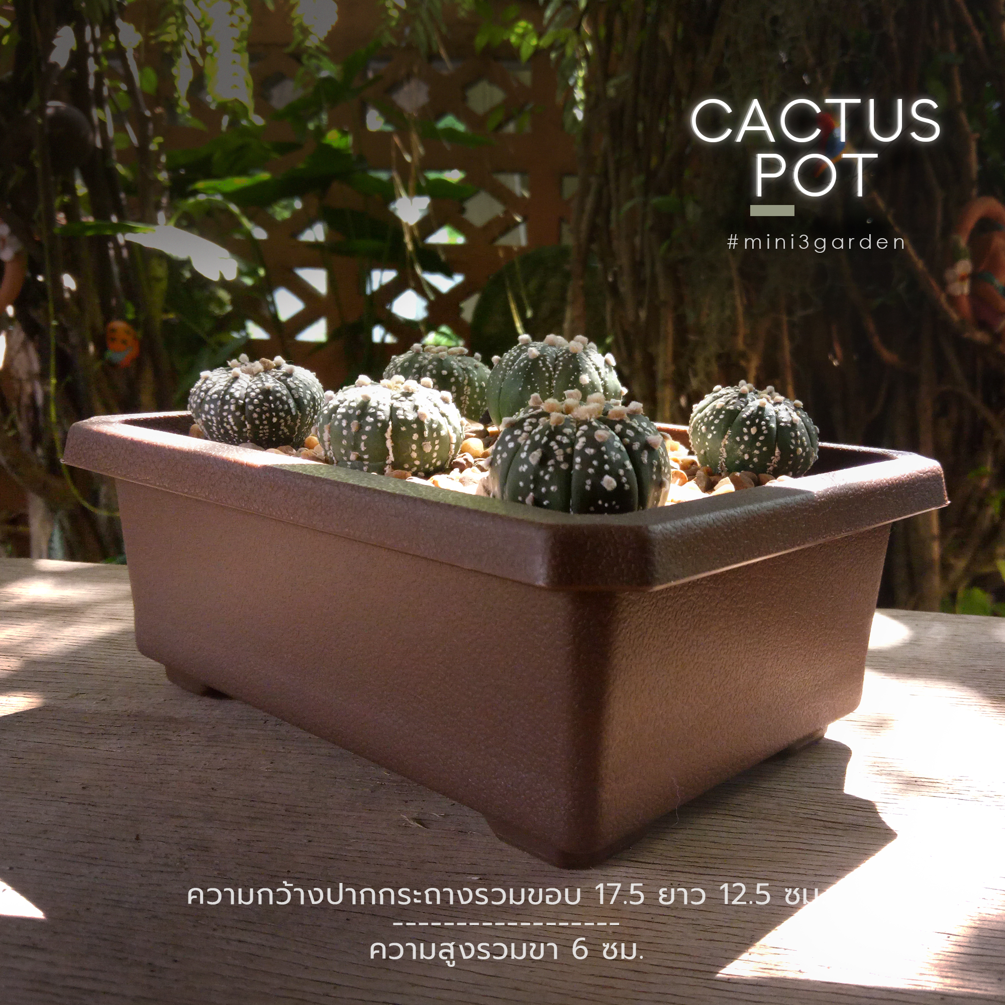 cactus_pot-8