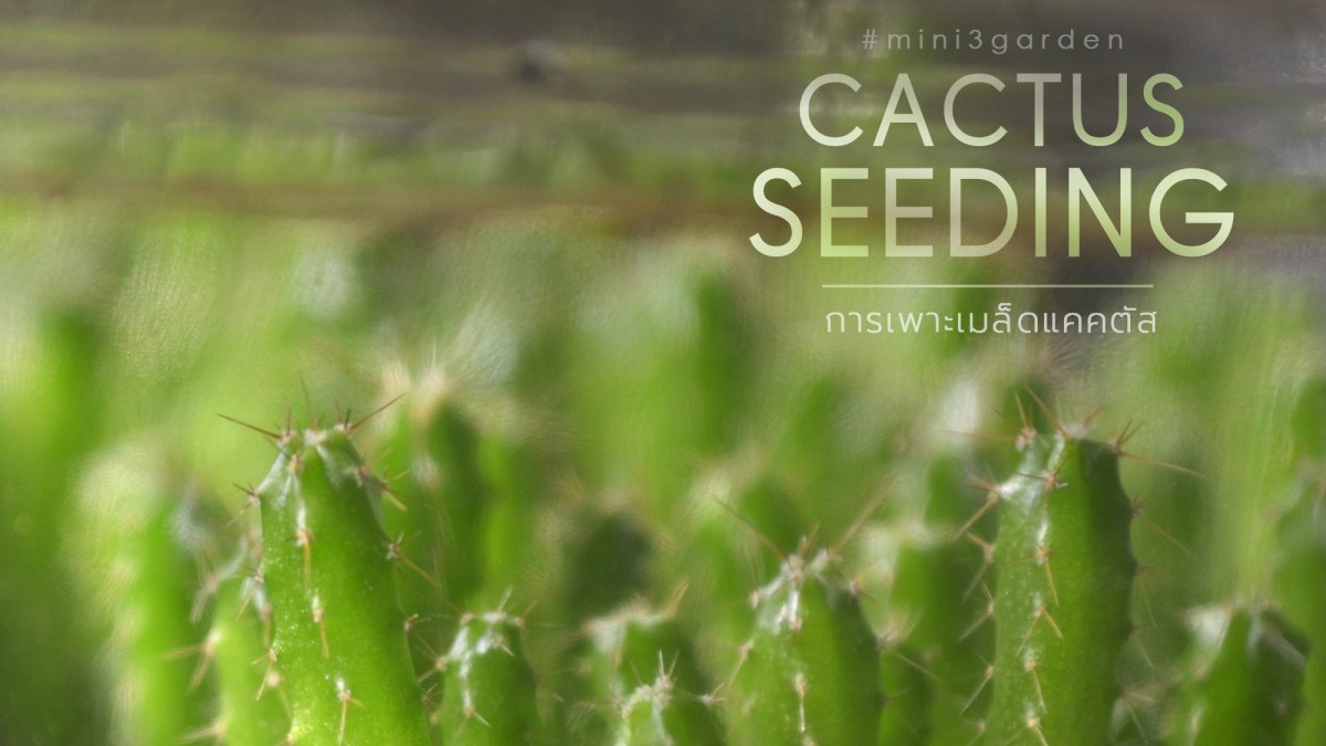 เพาะเมล็ดกระบองเพชร ไม้ใบ ไม้อวบน้ำ ต้นไม้ทั่วไป&nbsp;ปลอดสารเคมี