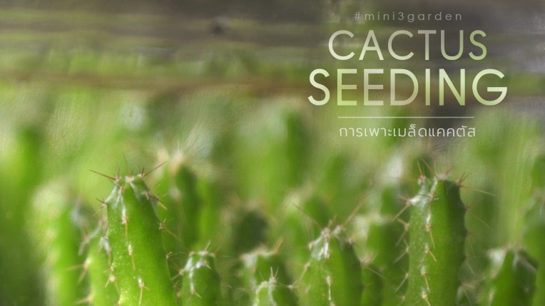 เพาะเมล็ดกระบองเพชร ไม้ใบ ไม้อวบน้ำ ต้นไม้ทั่วไป&nbsp;ปลอดสารเคมี