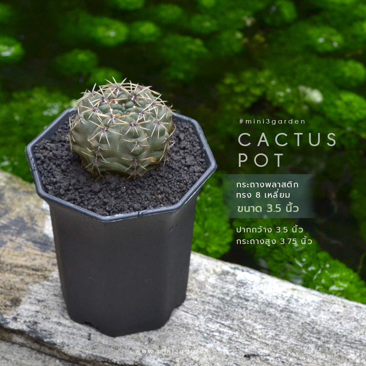 plastic_pot_กระถาง 8 เหลี่ยม