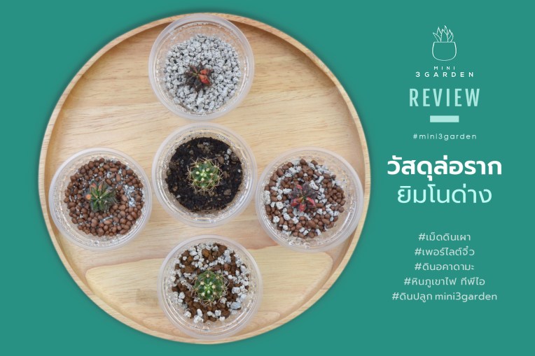 ล่อราก ชำหน่อ ยิมโนด่าง : รีวิว วัสดุใช้ล่อราก (Gymnocalycium&nbsp;Variegata)