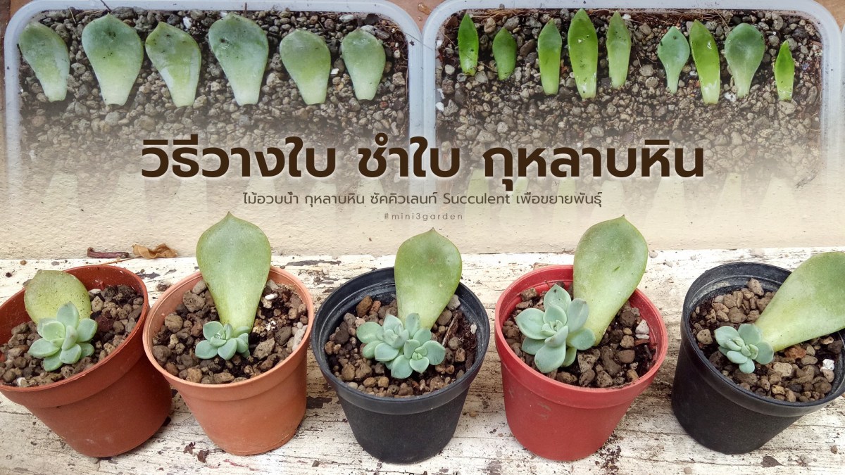 การวางใบ ชำใบ เพื่อขยายพันธุ์ ไม้อวบน้ำ กุหลาบหิน ซัคคิวเลนท์ ( Succulent&nbsp;)