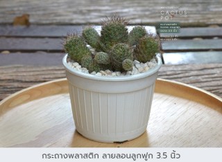 กระถางพลาสติก10