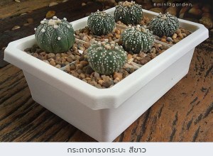 กระถางพลาสติก7