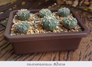 กระถางพลาสติก9