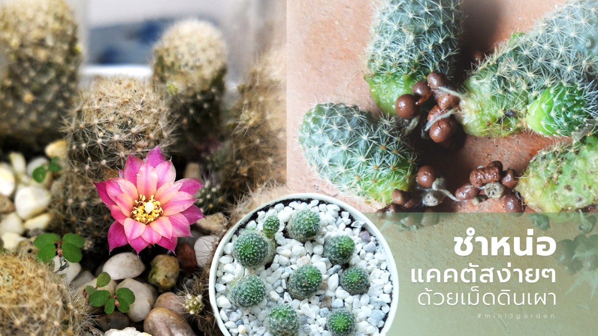 ชำหน่อ กระบองเพชร(แคคตัส) ง่ายๆ ด้วยเม็ดดินเผา&nbsp;(Popper)