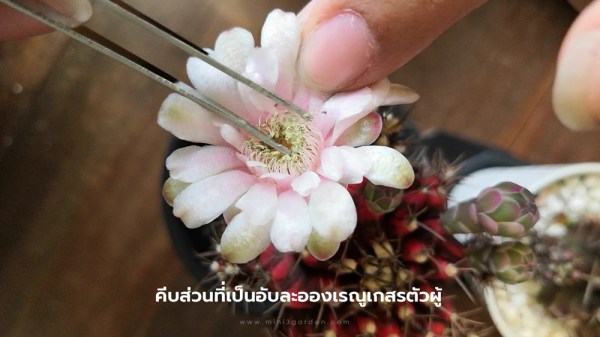 How_to_Gymno_breeding5