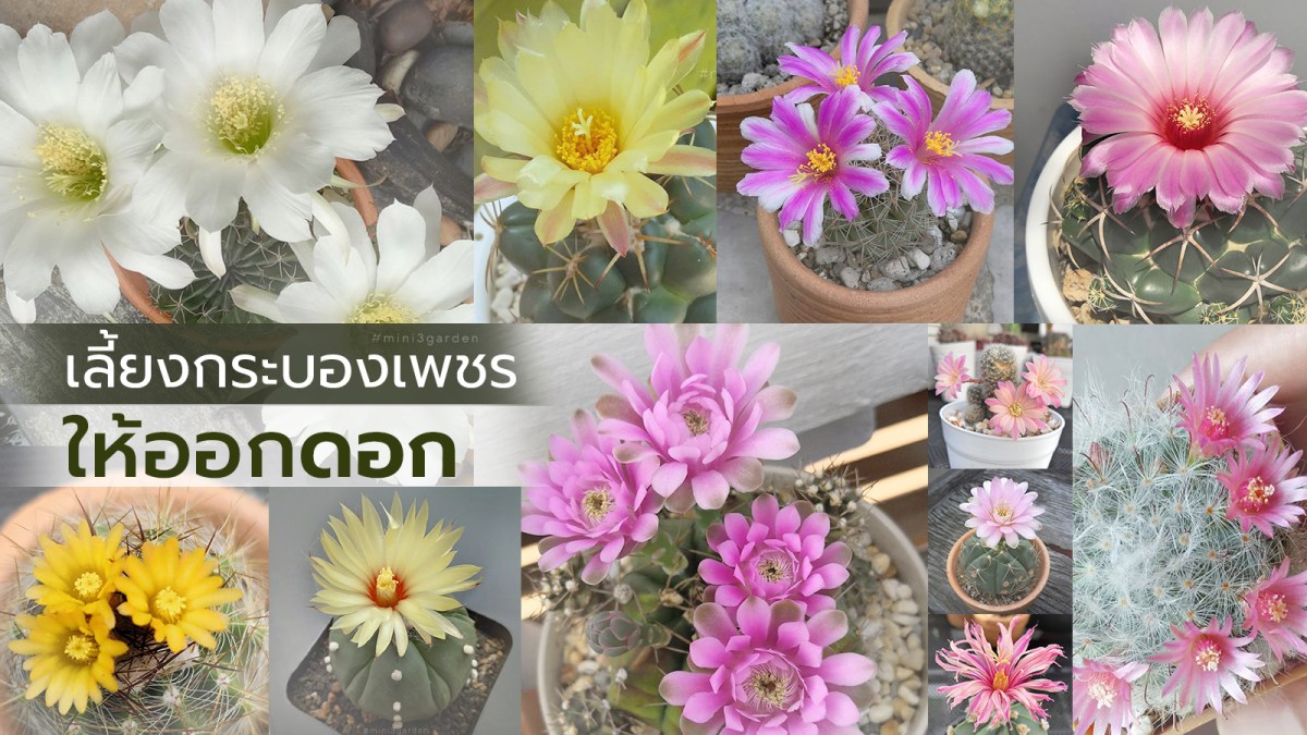 เลี้ยงกระบองเพชร (แคคตัส)ยังไง ให้ออกดอก?