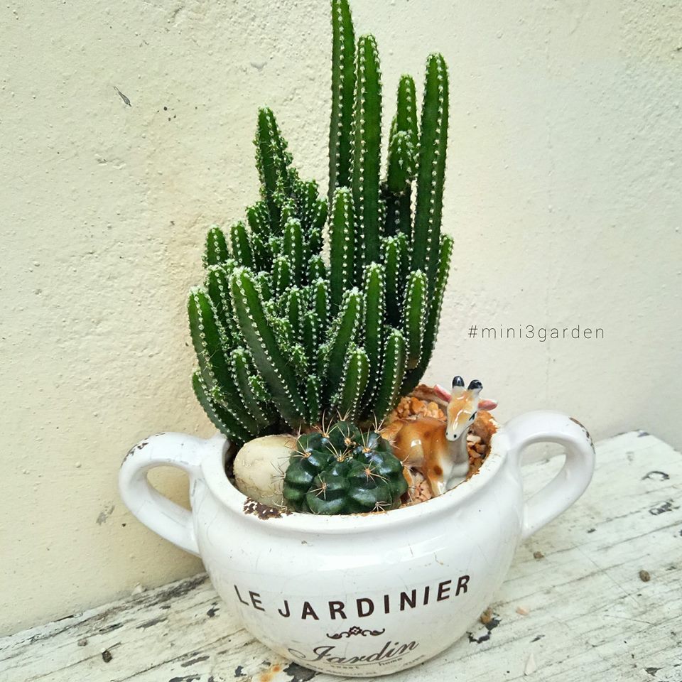 44471222_1896431320652281_4001413604237639680_n