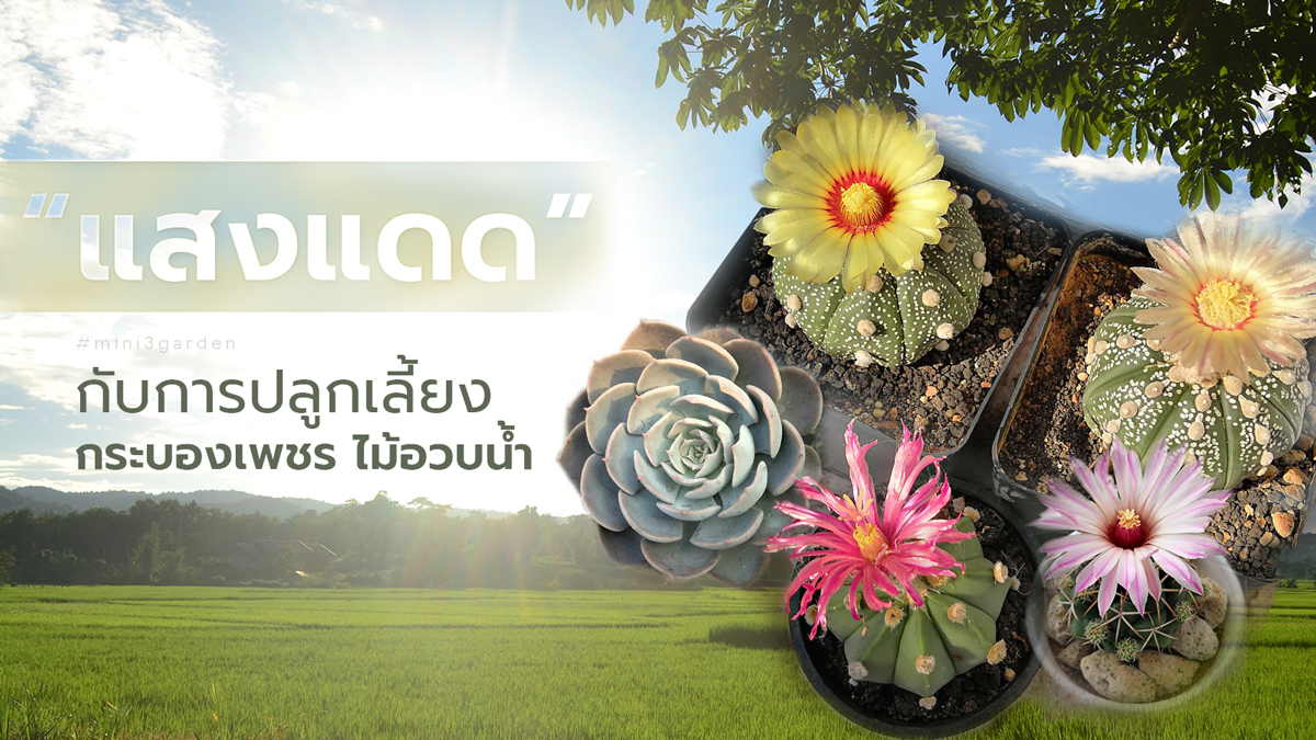 “แสงแดด” กับการเลี้ยงกระบองเพชร (แคคตัส)&nbsp;ไม้อวบน้ำ