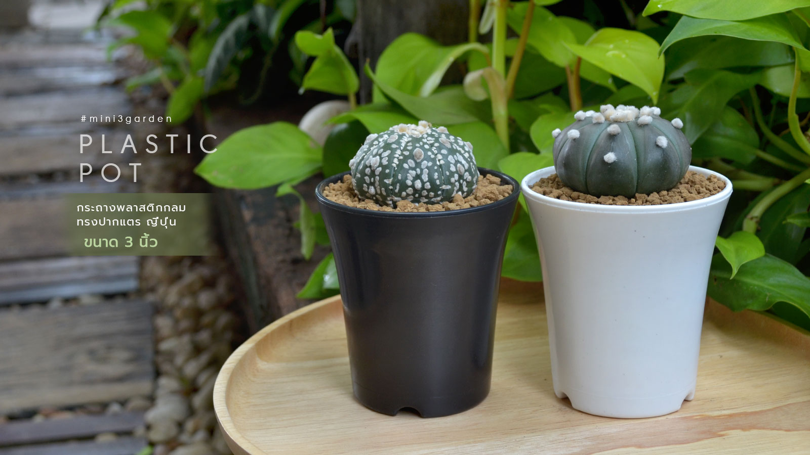 cactus-plastic-pot-japan-style-3inc.jpg