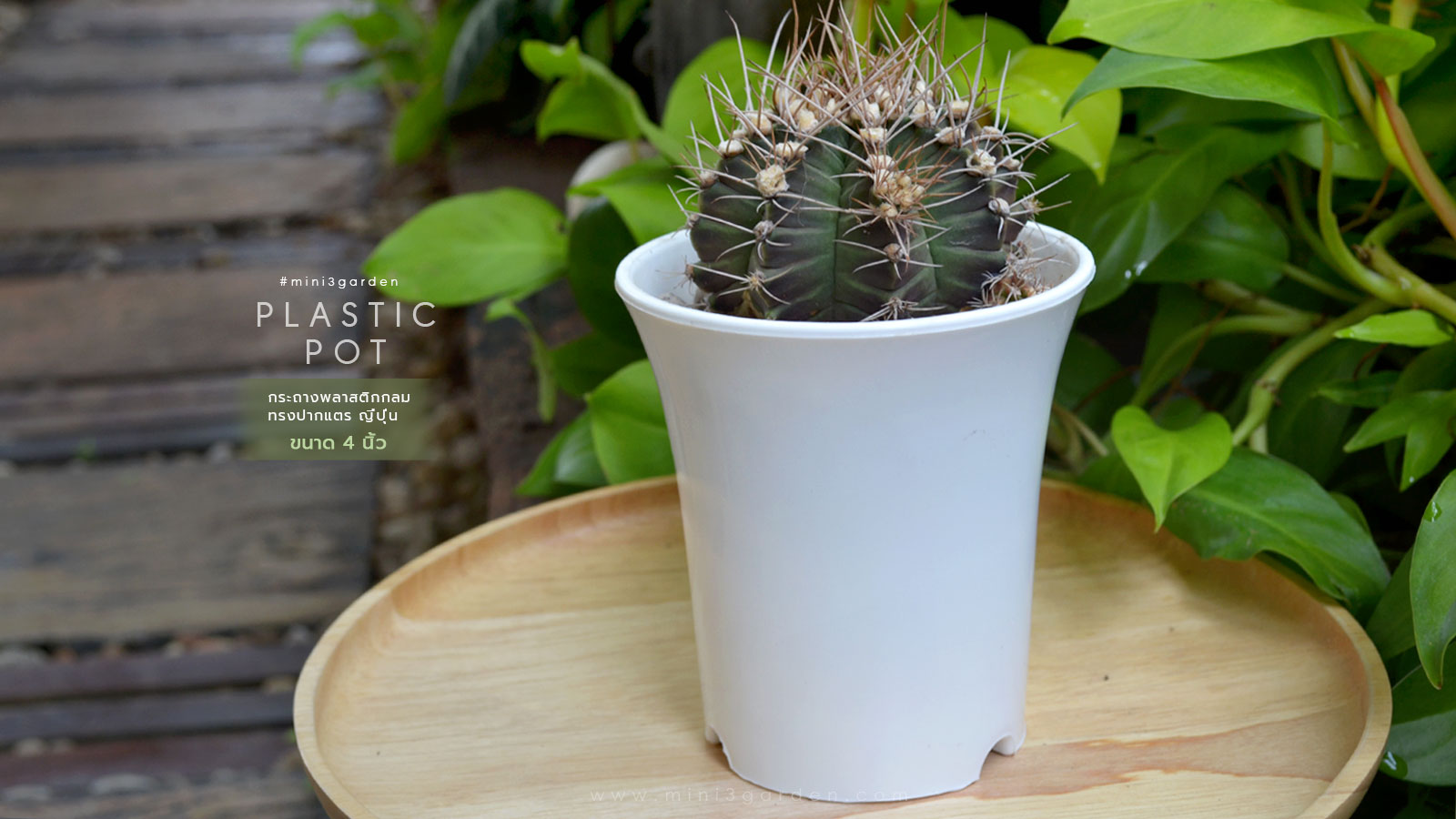 cactus-plastic-pot-japan-style-4inc-2