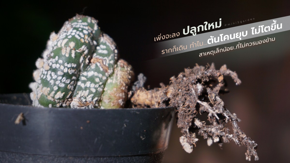 เพิ่งจะลงปลูกใหม่ รากก็เดิน ทำไม…กระบองเพชร (แคคตัส) โคนต้นยุบ&nbsp;ไม่โตขึ้น