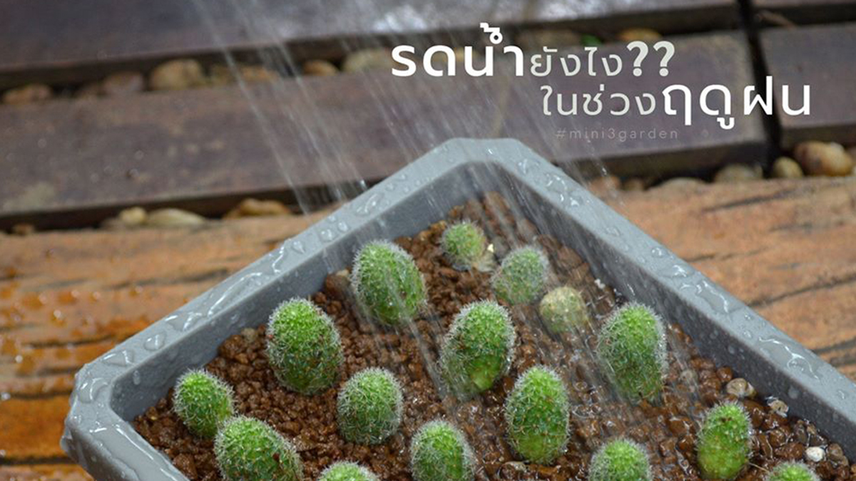 รดน้ำ ให้น้ำ กระบองเพชร (แคคตัส) ยังไง??&nbsp;ในช่วงฤดูฝน