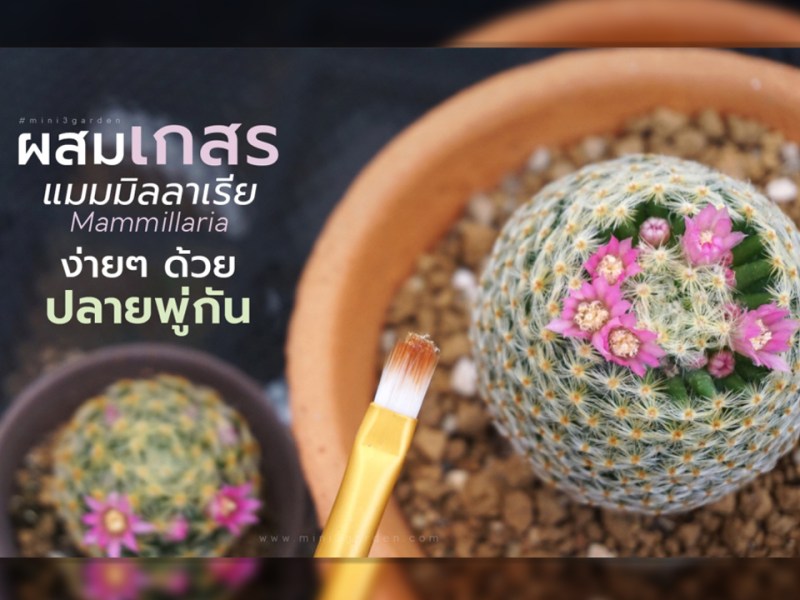 ผสมเกสร แมมมิลลาเรีย (Mammillaria) ง่ายๆ ด้วย&nbsp;ปลายพู่กัน