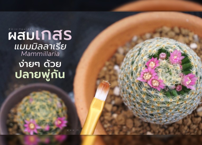 ผสมเกสร แมมมิลลาเรีย (Mammillaria) ง่ายๆ ด้วย&nbsp;ปลายพู่กัน
