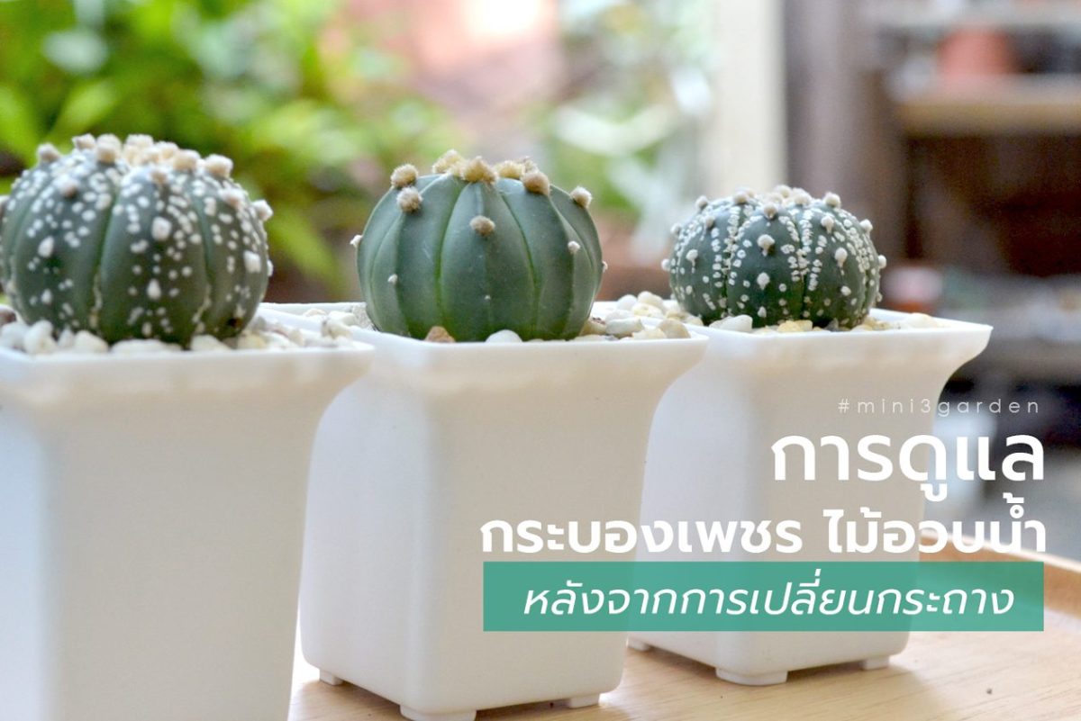 การดูแล กระบองเพชร (แคคตัส) ไม้อวบน้ำ หลังจากการเปลี่ยนกระถาง