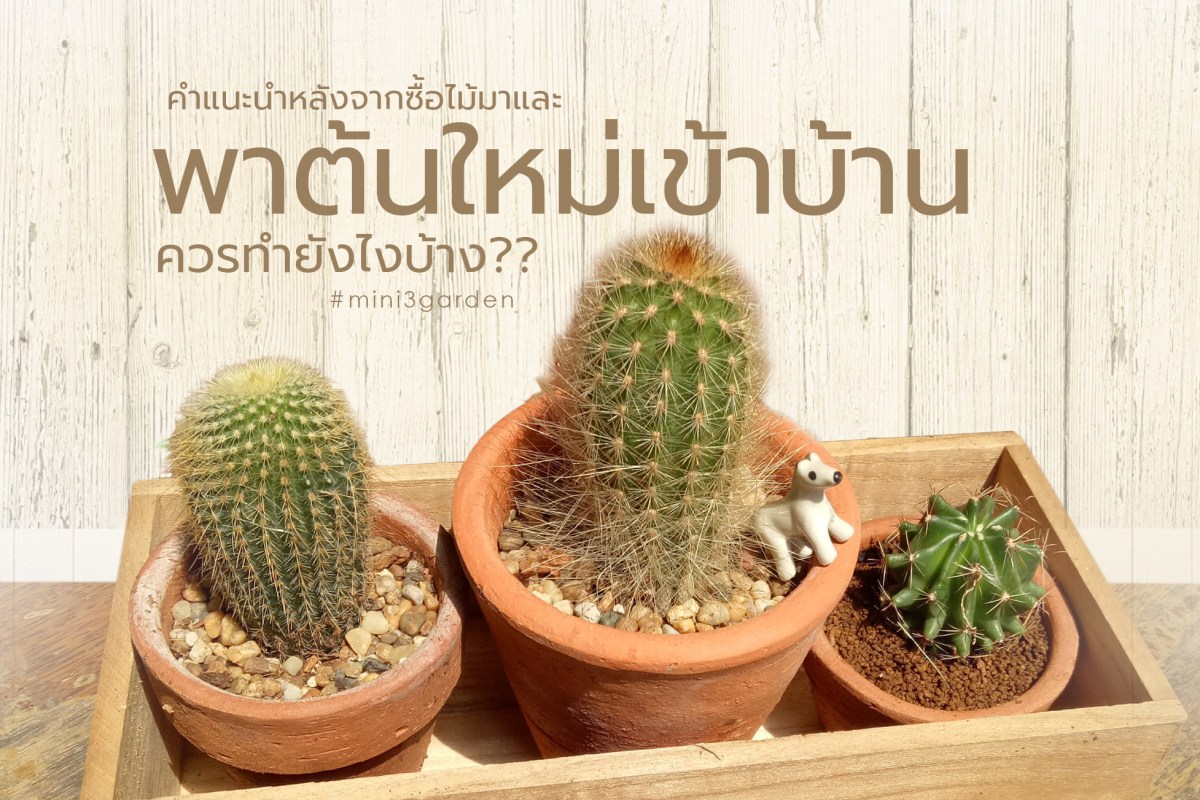 คำแนะนำหลังจากซื้อแคคตัส กระบองเพชร ไม้อวบน้ำ และพาต้นใหม่เข้าบ้าน ควรทำยังไงบ้าง??