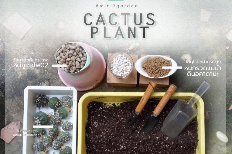 5 ขั้นตอนง่ายๆ ในการปลูก หรือเปลี่ยนกระถาง แคคตัส กระบองเพชร&nbsp;ไม้อวบน้ำ