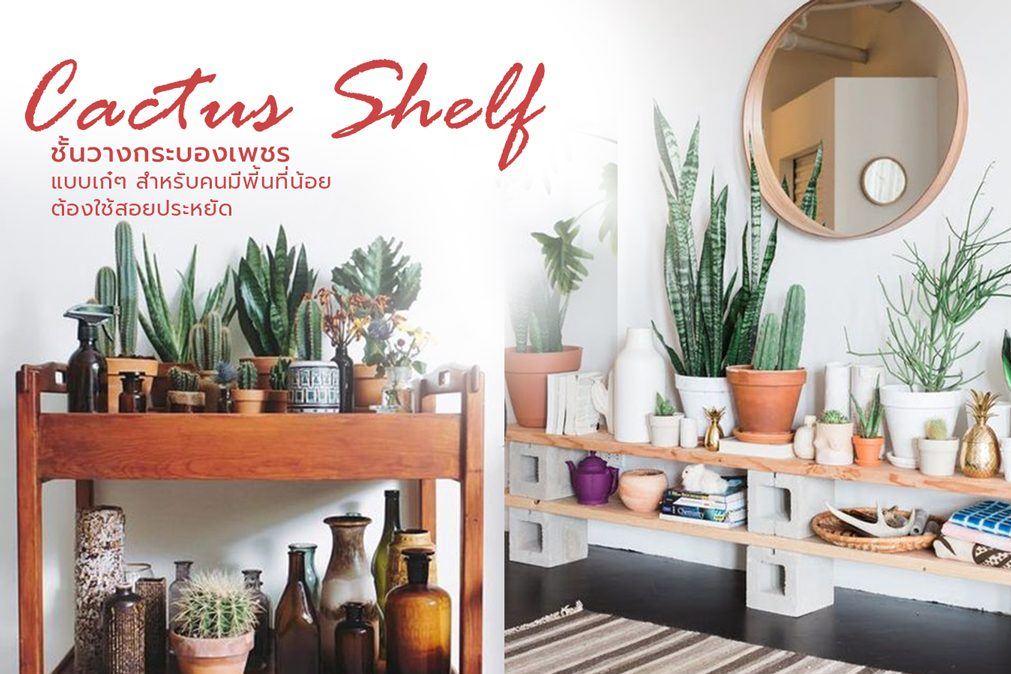 ไอเดีย ชั้นวางกระบองเพชร ไม้อวบน้ำ แบบเก๋ๆ สำหรับคนที่พี้นที่มีน้อย ต้องใช้สอยประหยัด