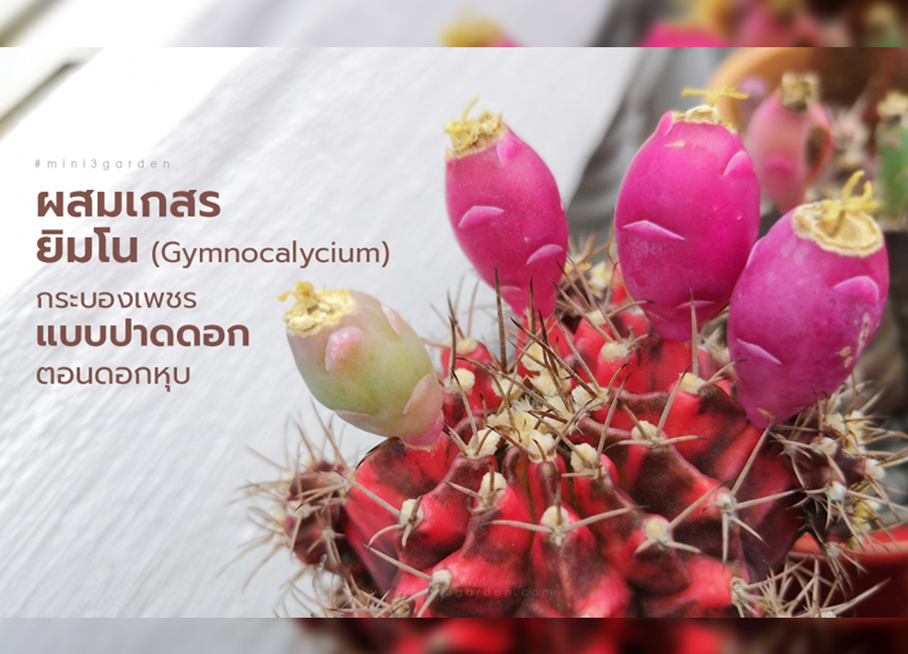 วิธีผสมเกสร ยิมโน แคคตัส (Gymnocalycium) แบบปาดดอก ตอนดอกหุบ ให้มีเมล็ด&nbsp;ติดฝัก