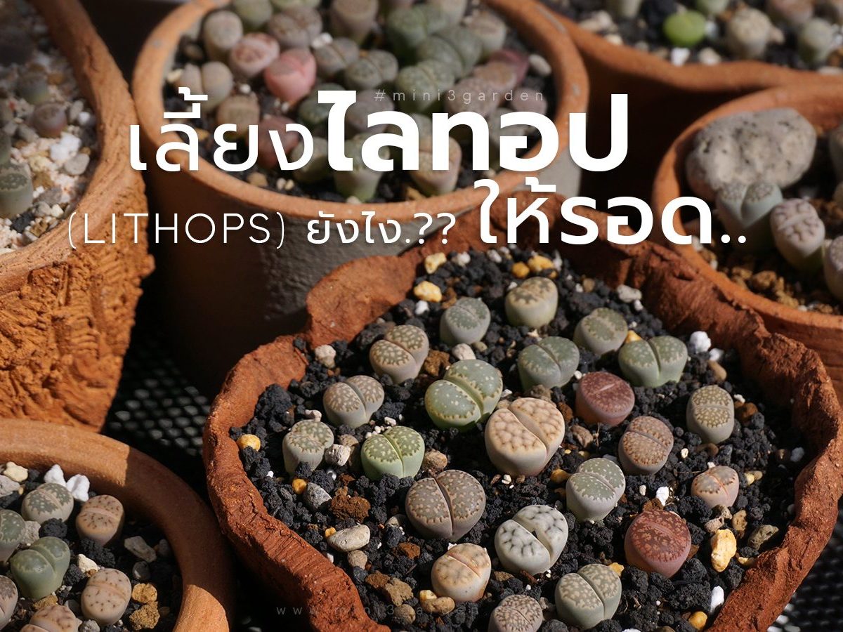 เลี้ยงไลทอป (LITHOPS) ยังไง.?? ให้รอด..&nbsp;ไม่ตายง่าย
