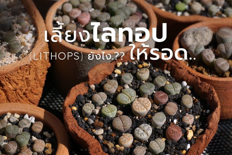 เลี้ยงไลทอป (LITHOPS) ยังไง.?? ให้รอด..&nbsp;ไม่ตายง่าย