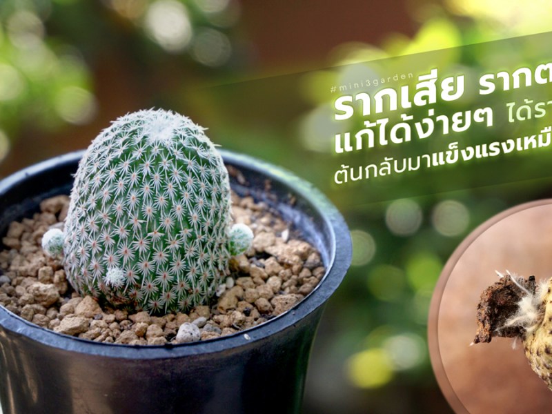 กระบองเพชร รากเสีย รากตาย แก้ได้ง่ายๆ ได้รากใหม่ ต้นกลับมาแข็งแรงเหมือนเดิม