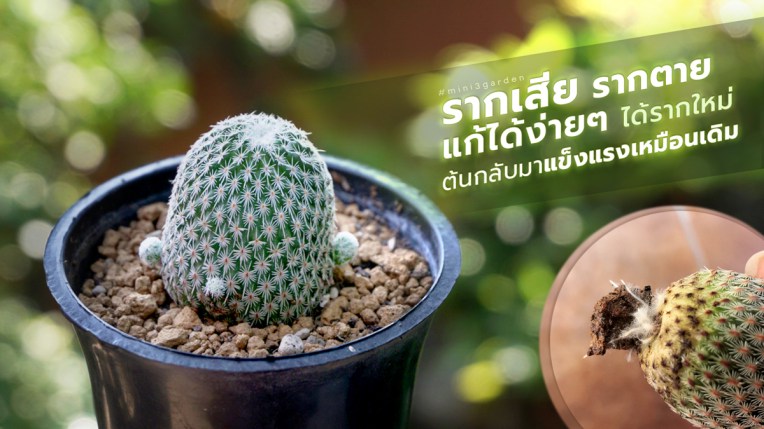 กระบองเพชร รากเสีย รากตาย แก้ได้ง่ายๆ ได้รากใหม่ ต้นกลับมาแข็งแรงเหมือนเดิม