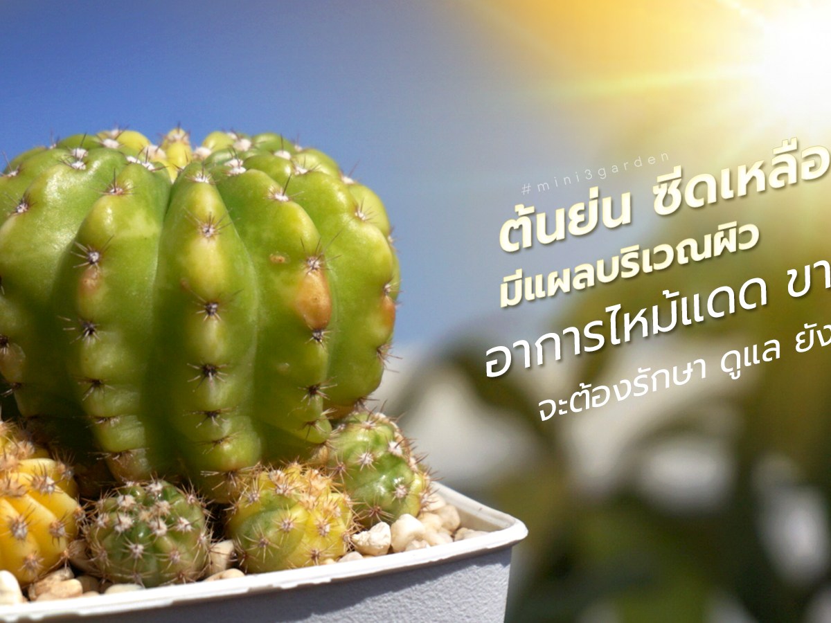 กระบองเพชร ต้นย่น ซีดเหลือง มีแผลบริเวณผิว เกิดจากอาการไหม้แดด ขาดน้ำ จะต้องรักษา ดูแล&nbsp;ยังไง??