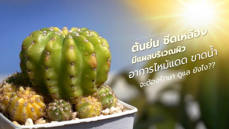 กระบองเพชร ต้นย่น ซีดเหลือง มีแผลบริเวณผิว เกิดจากอาการไหม้แดด ขาดน้ำ จะต้องรักษา ดูแล&nbsp;ยังไง??