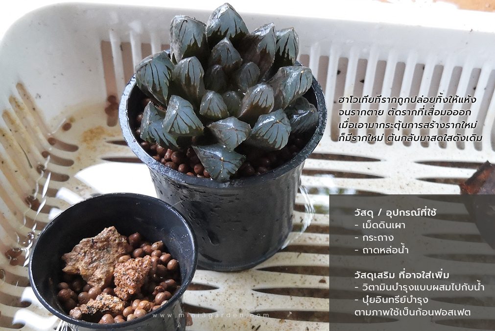 Re-cacutus-root.222jpg