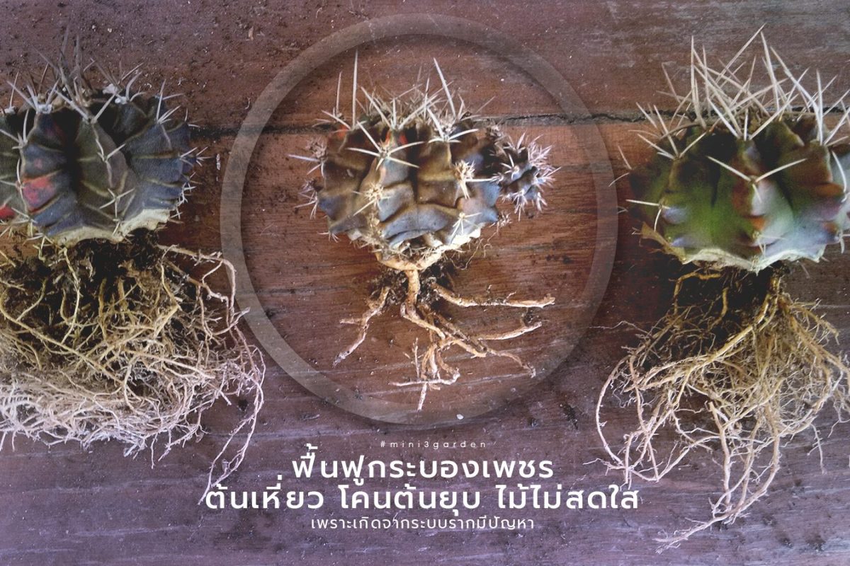 เปลี่ยนดินตัดแต่งราก เพื่อฟื้นฟูกระบองเพชรต้นเหี่ยว โคนต้นยุบ ต้นไม้ไม่สดใส เพราะเกิดจากระบบรากมีปัญหา