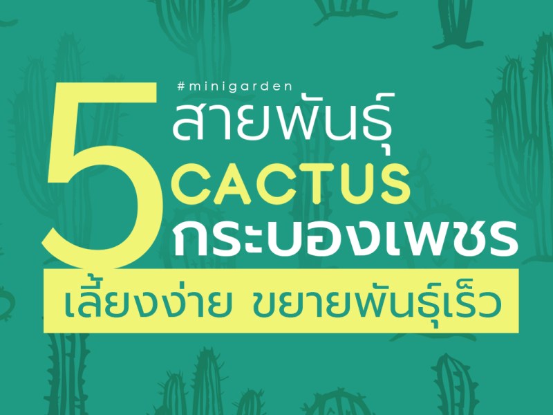 กระบองเพชร ไม้อวบน้ำ สกุล และสายพันธุ์ที่เลี้ยงง่าย ดูแลไม่ยาก&nbsp;เหมาะกับมือใหม่