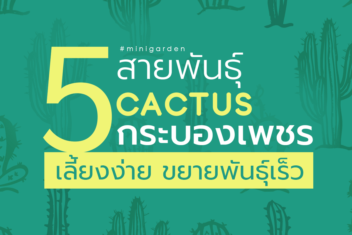 กระบองเพชร ไม้อวบน้ำ สกุล และสายพันธุ์ที่เลี้ยงง่าย ดูแลไม่ยาก&nbsp;เหมาะกับมือใหม่