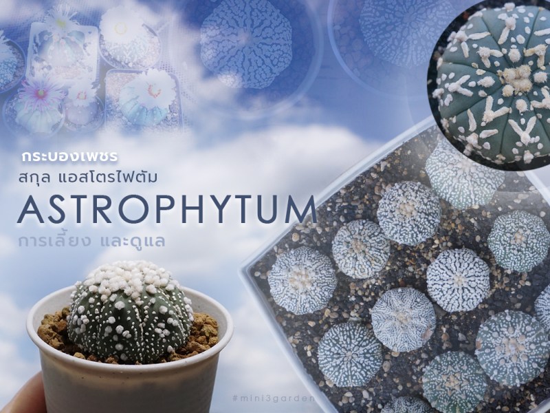 กระบองเพชร สกุล แอสโตรไฟตัม (Astrophytum) การเลี้ยง&nbsp;และดูแล