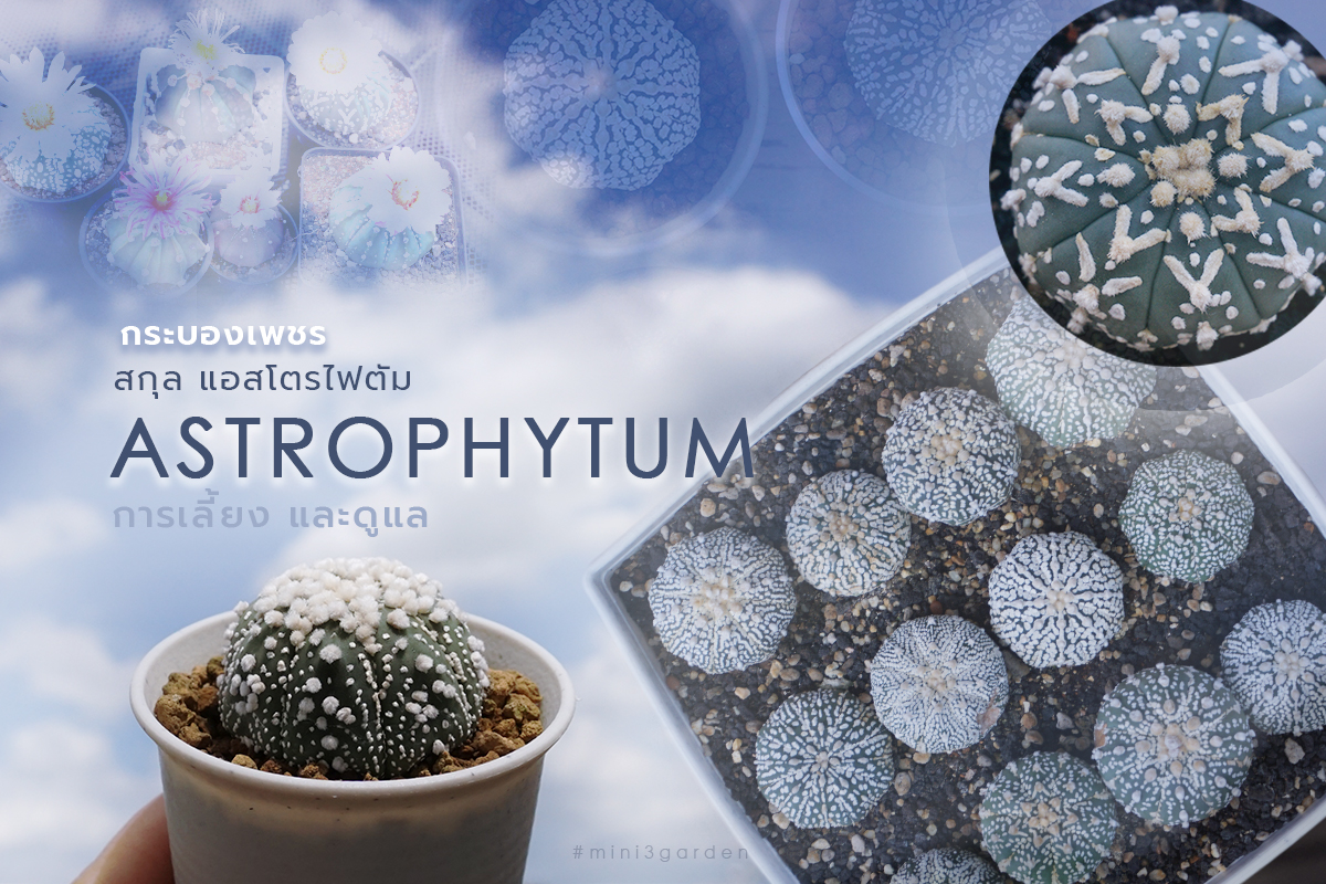 กระบองเพชร สกุล แอสโตรไฟตัม (Astrophytum) การเลี้ยง&nbsp;และดูแล