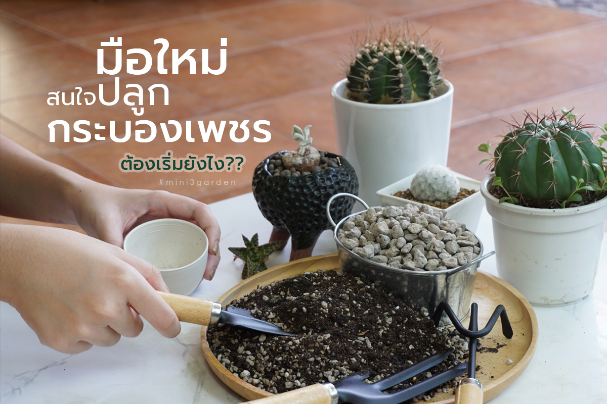 มือใหม่ เริ่มสนใจปลูก กระบองเพชร (แคคตัส) ไม้อวบน้ำ ต้องเริ่มยังไง??