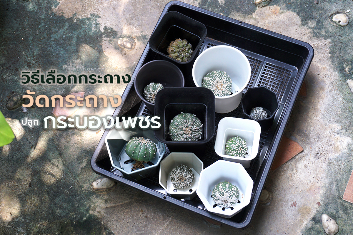 วิธีเลือกกระถาง วัดกระถาง ปลูกกระบองเพชร (แคคตัส)&nbsp;สำหรับมือใหม่