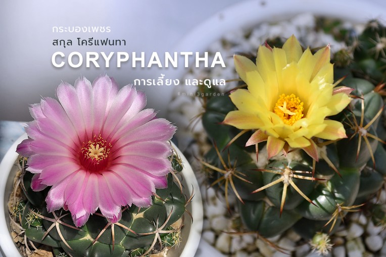 กระบองเพชร สกุล โครีแฟนทา (Coryphantha) การเลี้ยง&nbsp;และดูแล