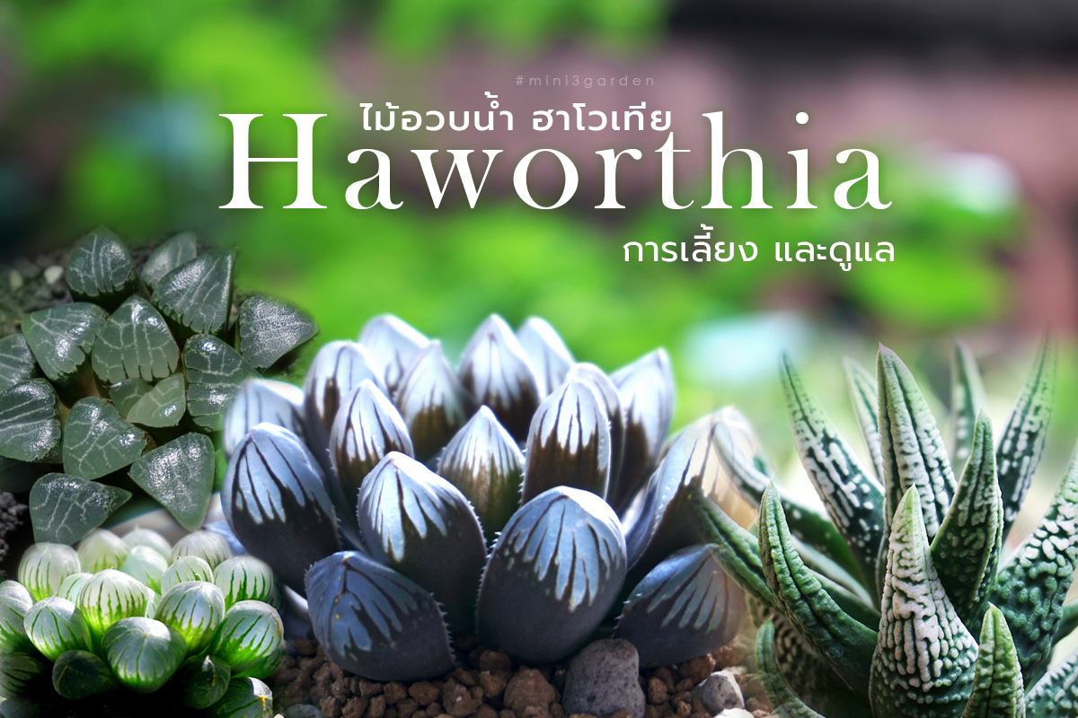 ไม้อวบน้ำ ฮาโวเทีย ( Haworthia) การเลี้ยง&nbsp;และดูแล