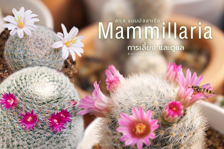 กระบองเพชร สกุล แมมมิลลาเรีย (Mammillaria ) การเลี้ยง&nbsp;และดูแล